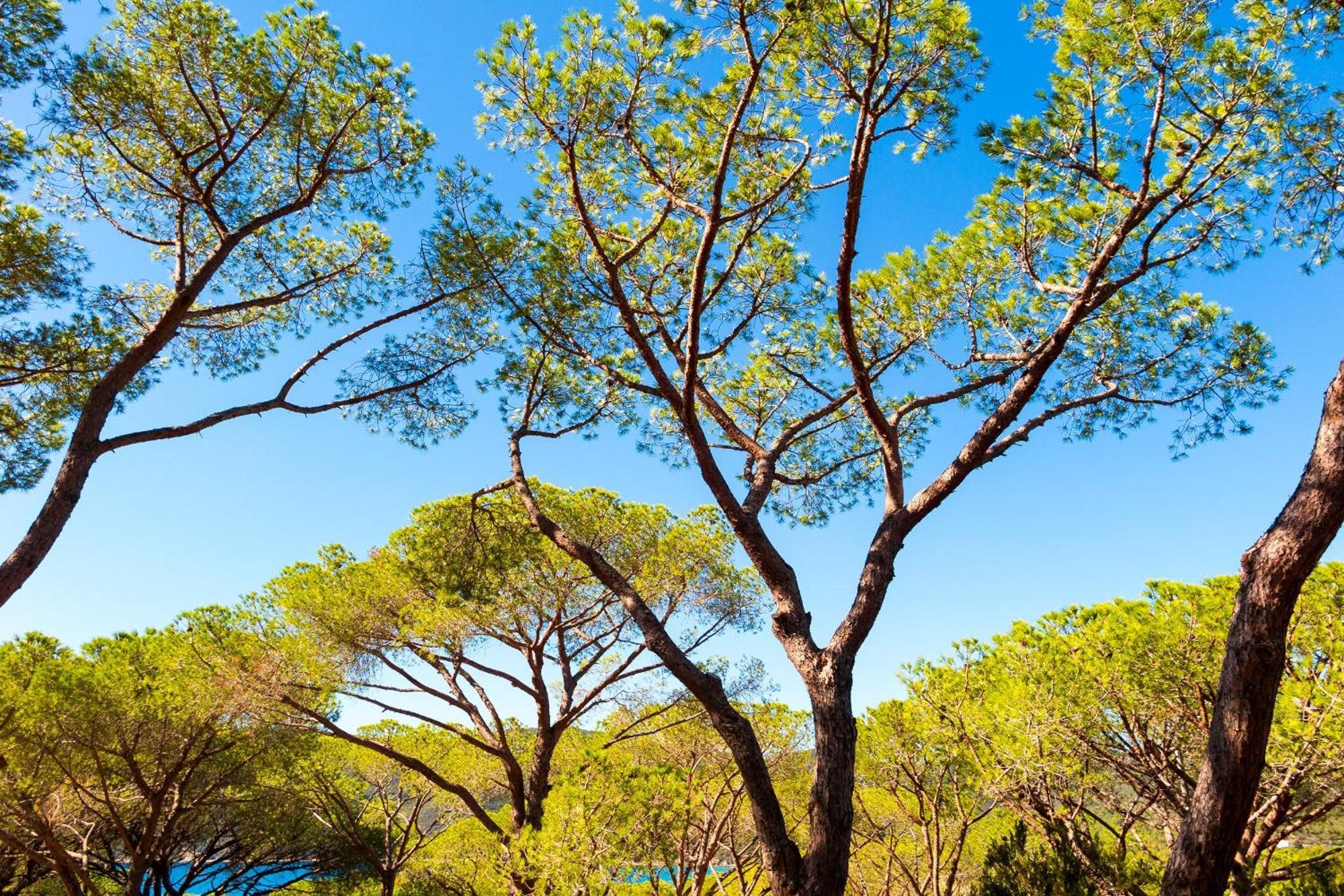 Camping Lacona Pineta 카폴리베리 외부 사진
